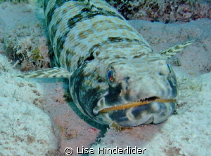 The light from within- Sand Diver by Lisa Hinderlider 